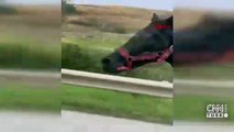 Eyüpsultan'da başıboş atlar kamerada | Video