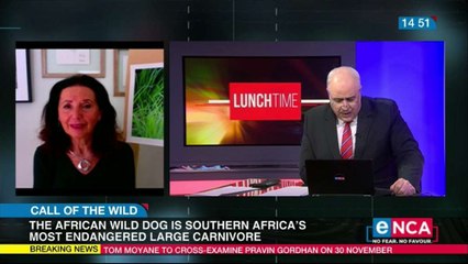African Wild Dog endangered canivore in parts of Africa