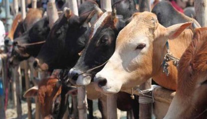 निर्दोष लोगों के ख़िलाफ गोहत्या क़ानून का हो रहा दुरुपयोग: इलाहाबद हाई कोर्ट