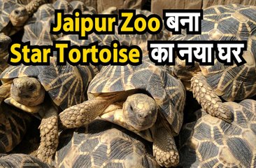 स्टार कछुए को संरक्षित कर रहा जयपुर चिडिय़ाघर