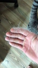 Cat Has a Strange Reaction to Its Own Fur