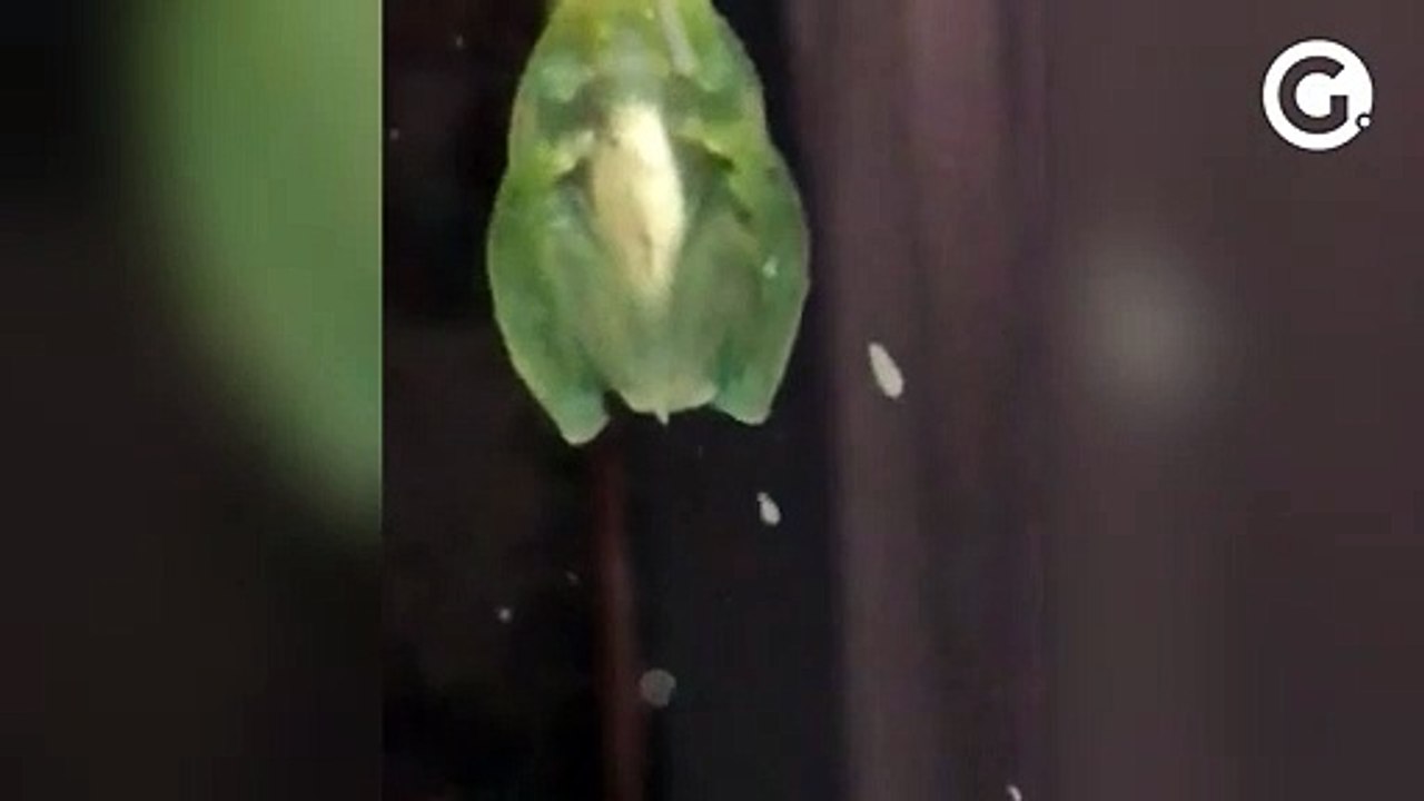 Médica e filhos encontram perereca transparente e que brilha em Guarapari