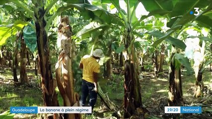 Guadeloupe : la banane échappe à la crise