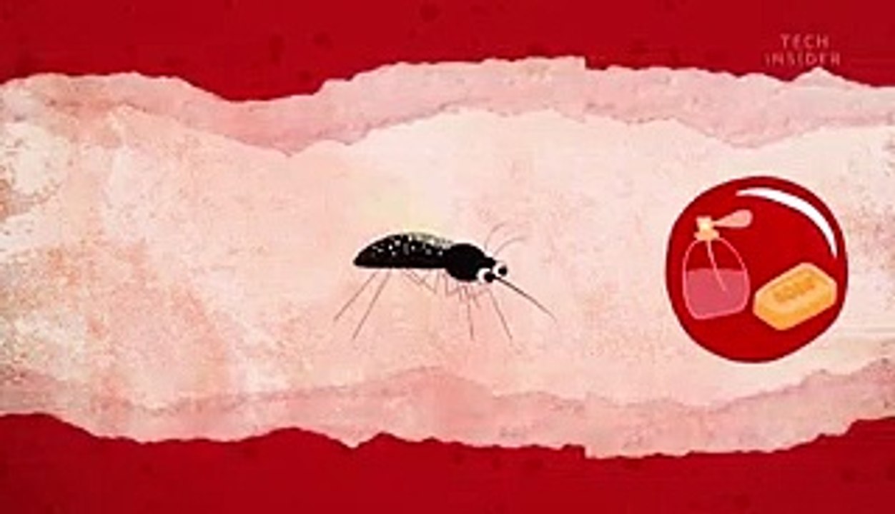 Why you're a mosquito magnet