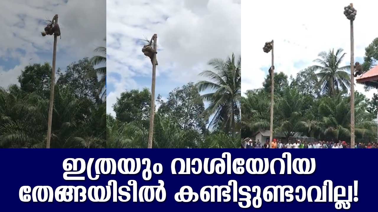ഇത്രയും വാശിയേറിയ തേങ്ങയിടീൽ കണ്ടിട്ടുണ്ടാവില്ല!
