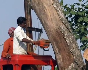 हादसे के बाद जागा निगम, अब शहरभर में खतरनाक पेड़ कटाई का शुरू किया अभियान