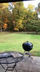 Rambunctious Dog Plays Chase with Mama Deer and Twin Fawns