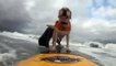dog shows smooth skills while surfing at beach - surfing bulldog shows off skills in san francisco