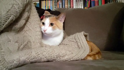 cat hits another cat when he moves out from under her - a cat thinks long before hitting a dog