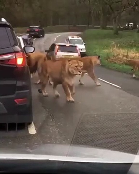 Great Lions
