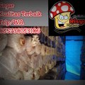 Jual Bibit Jamur Tiram Di Jakarta, wa.  0857 3018 3106, TERBAIK..!!!