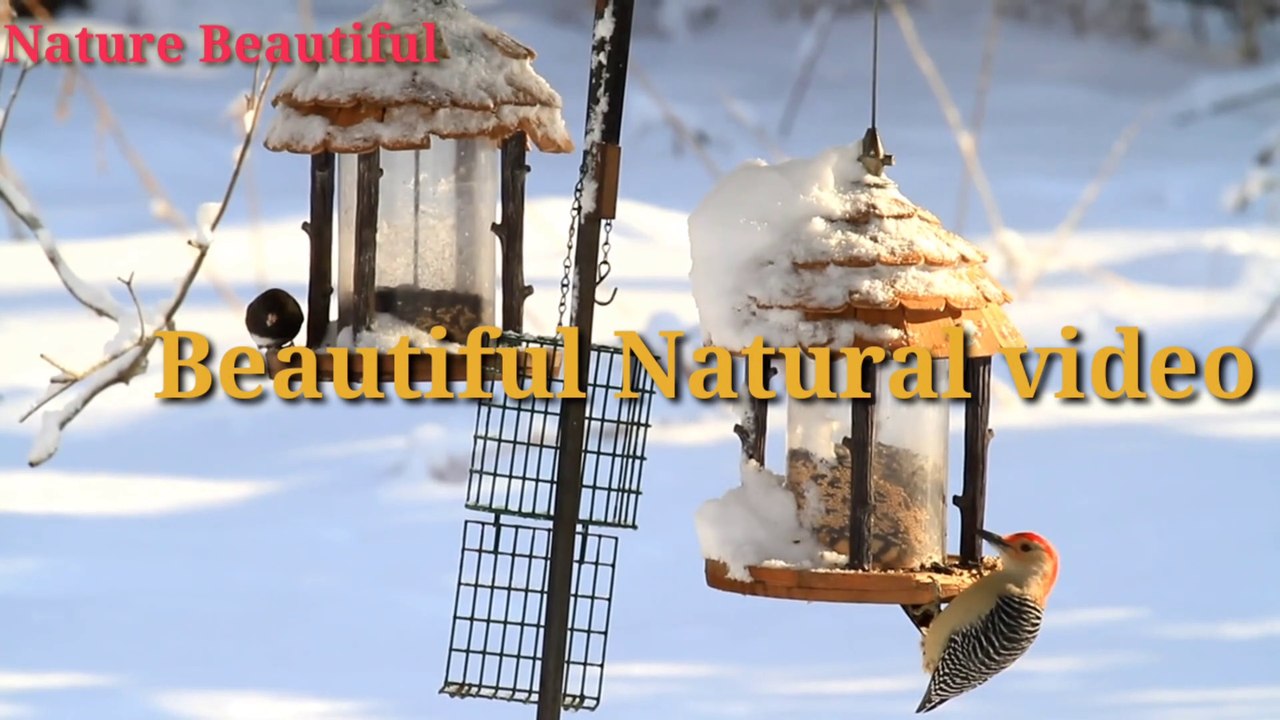 Most beautiful lovebirds feeding with H.D sound_1080p