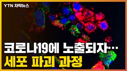 [자막뉴스] "코로나19 바이러스에 노출되자 급속히..." 세포 파괴 과정 첫 규명 / YTN