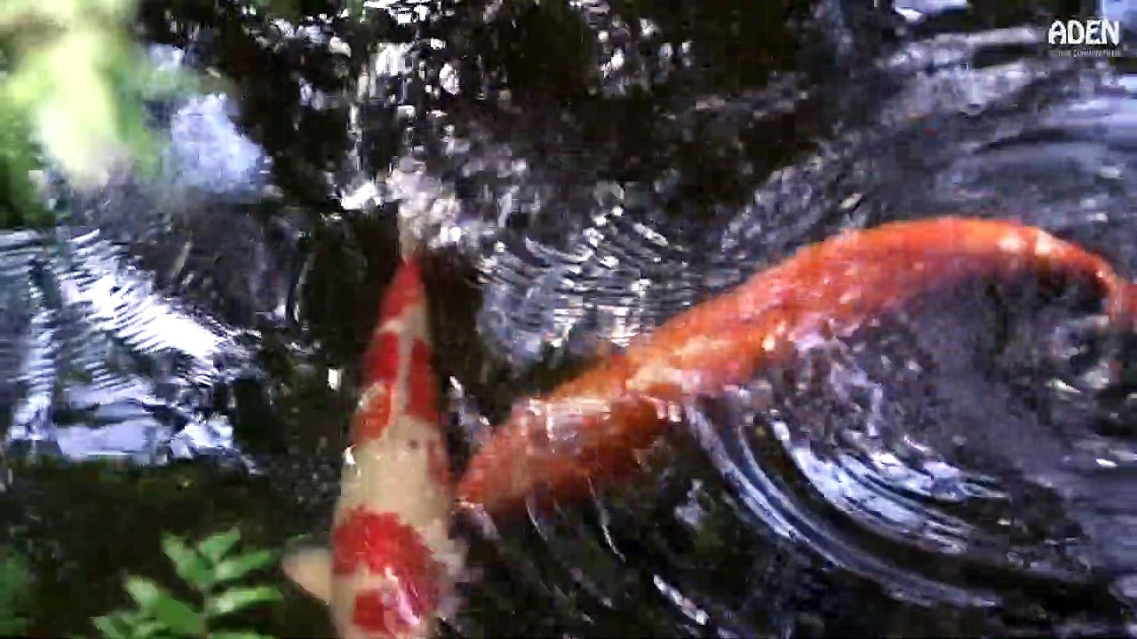 $191 Lunch in Tokyo GOURMET TEPPANYAKI Wagyu, Abalone, Prawn and Fried Rice