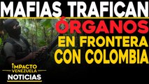 Mafias trafican órganos en frontera con Colombia |  NOTICIAS VENEZUELA HOY octubre 27 2020