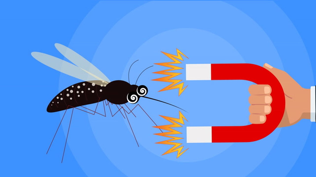 Why you're a mosquito magnet