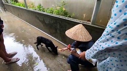 Thủy Tiên cứu trợ động vật