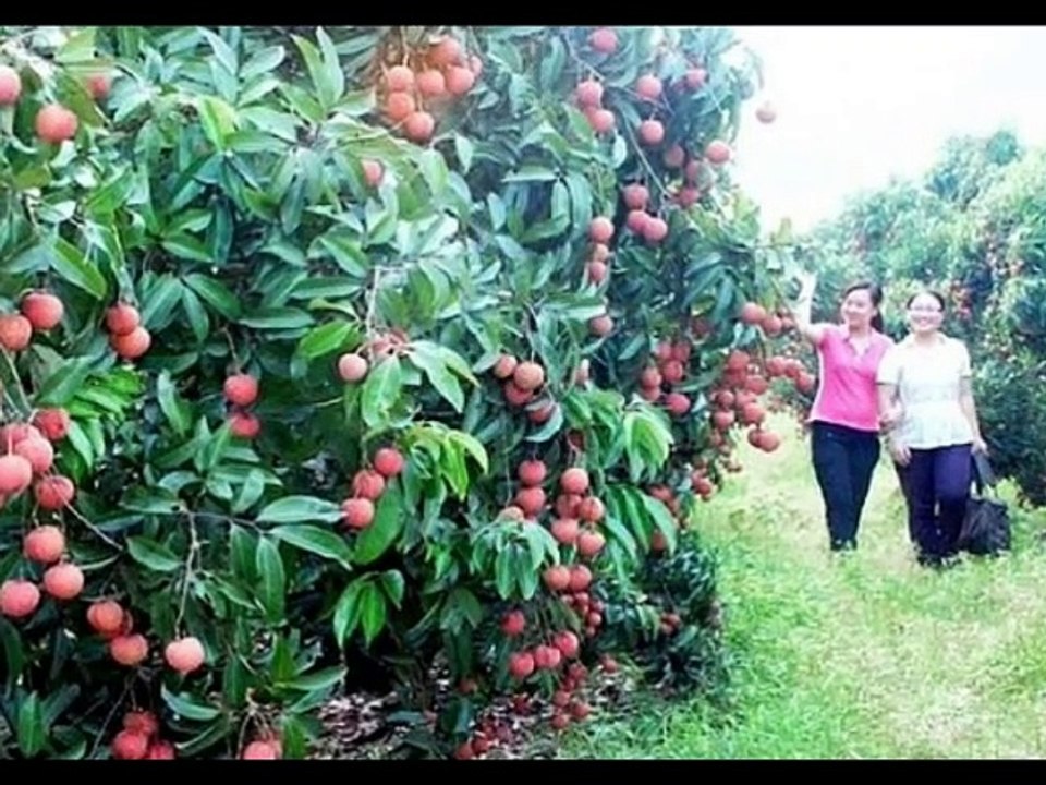 Ba mươi năm, lão nông Sán Dìu tạo quả vải thiều đắt nhất Việt Nam