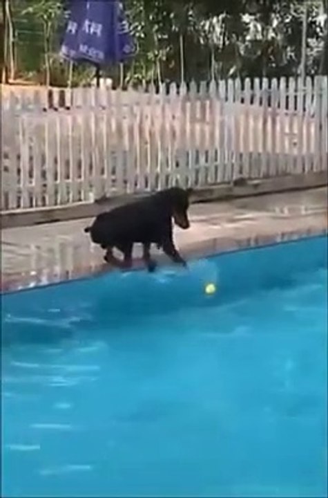 在有趣而泥泞的时刻大声笑出来！ اضحك بصوت عالٍ مع اللحظات المضحكة والموحلة! हंसी मजाक और गंदे क्षणों के साथ जोर से हंसो!   Laugh out loud with the funny and muddy moments!