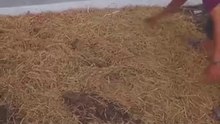 snake   蛇  مار     뱀