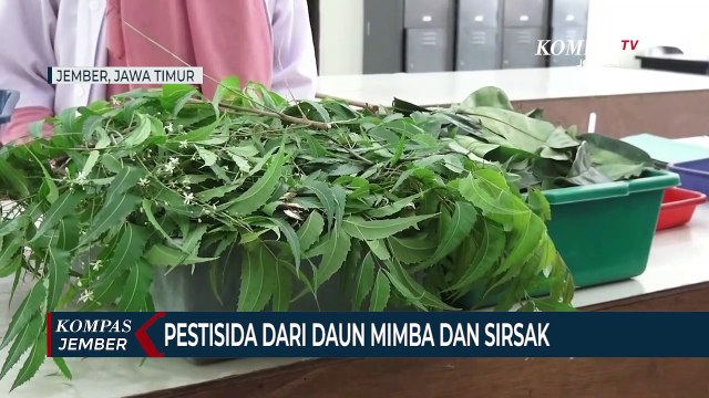 Pestisida Ramah Lingkungan Terbuat dari Daun Mimba dan Sirsak