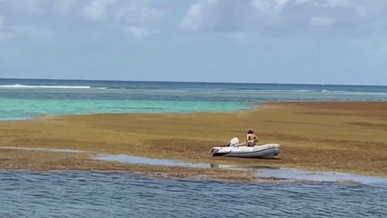 Cœur Outre-mer - Antilles : vers la fin des sargasses ?