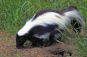 Sneaky Skunk: Supermarket evacuated after skunk gains access