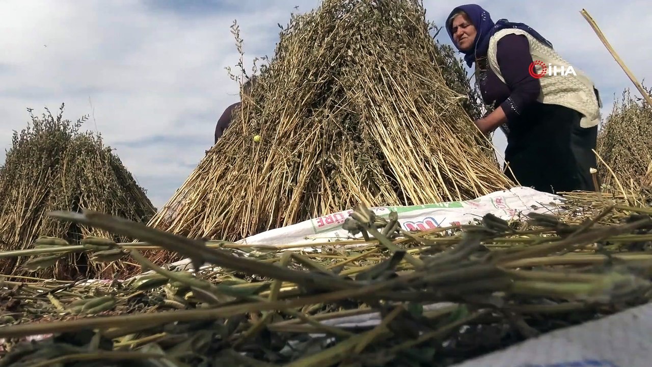 Siverek’te susam hasadı başladı