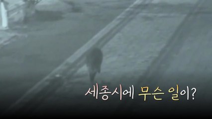 [영상] 쌀쌀해지니 또 멧돼지...세종시에 무슨 일이? / YTN