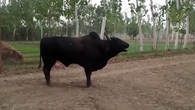 शामली: आवारा सांड का आतंक दो की मौत दर्जनों घायल