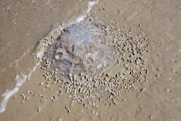 ¡Terrorífico!: así devoran cientos de caracoles a una medusa gigante