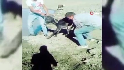 Yavru eşeği bağlayıp göle attılar