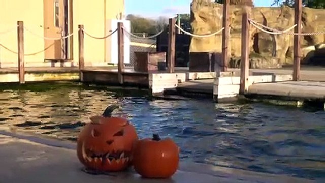 Sealions at ZSL Whipsnade Zoo enjoy pumpkins (C) ZSL