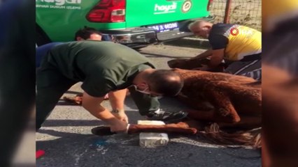 Terk edilen yaralı ata Esenyurt Belediyesi sahip çıktı