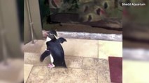 Check Out These Penguins Taking a Stroll Through an Aquarium