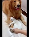 Best friendship between a dog and Kitten