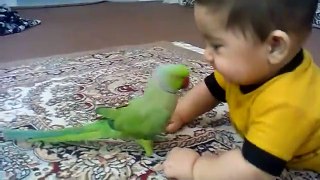 Bird playing with kid