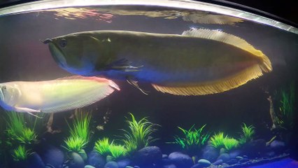 Cá rồng Ngân Long side 75cm nặng 3kg