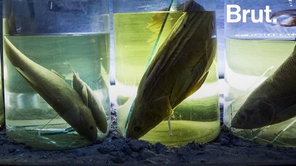 Comment la mer d'Aral a-t-elle disparu ?