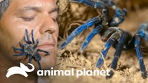 Frank é surpreendido por animais perigosos e belos | Wild Frank | Animal Planet Brasil