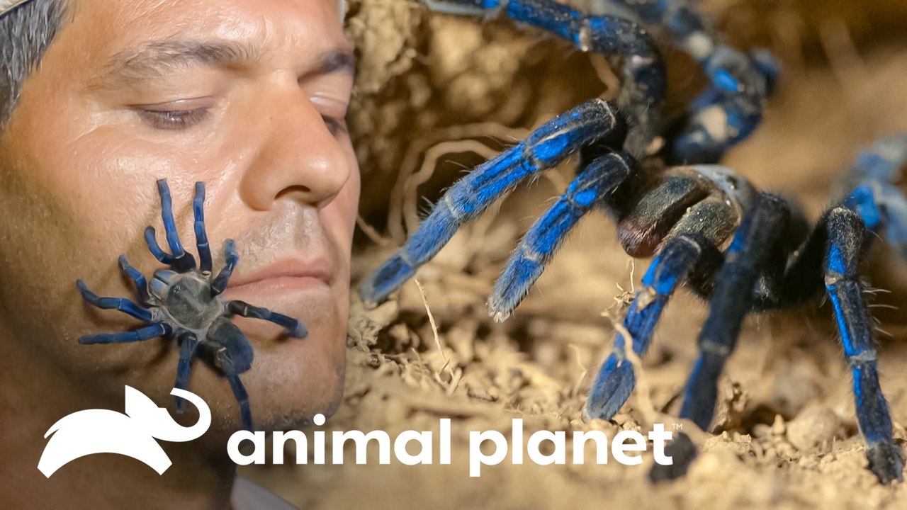 Frank é surpreendido por animais perigosos e belos | Wild Frank | Animal Planet Brasil