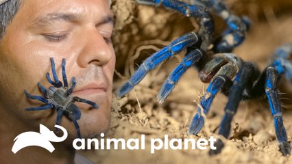 Frank é surpreendido por animais perigosos e belos | Wild Frank | Animal Planet Brasil