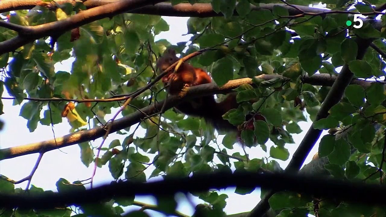 Les couleurs de l'automne France 5