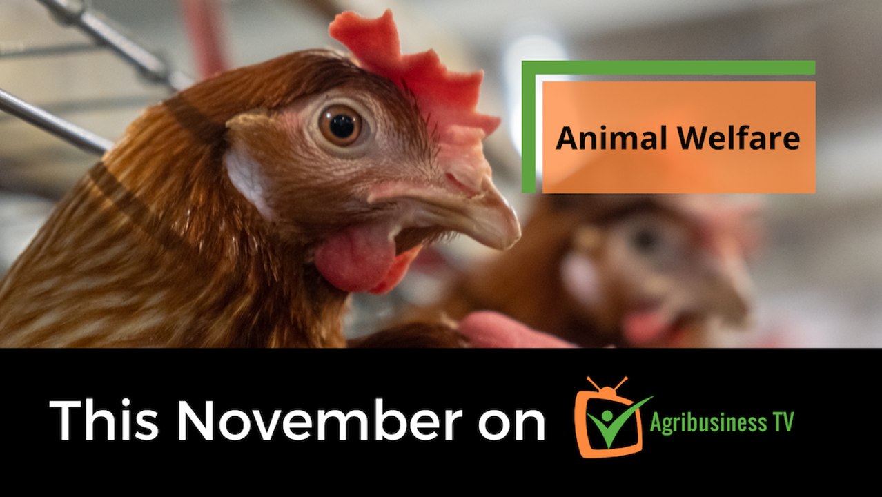 Trailer - animal welfare