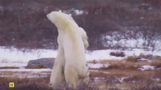 El oso del hielo - National Geographic Wild | Documental Castellano |