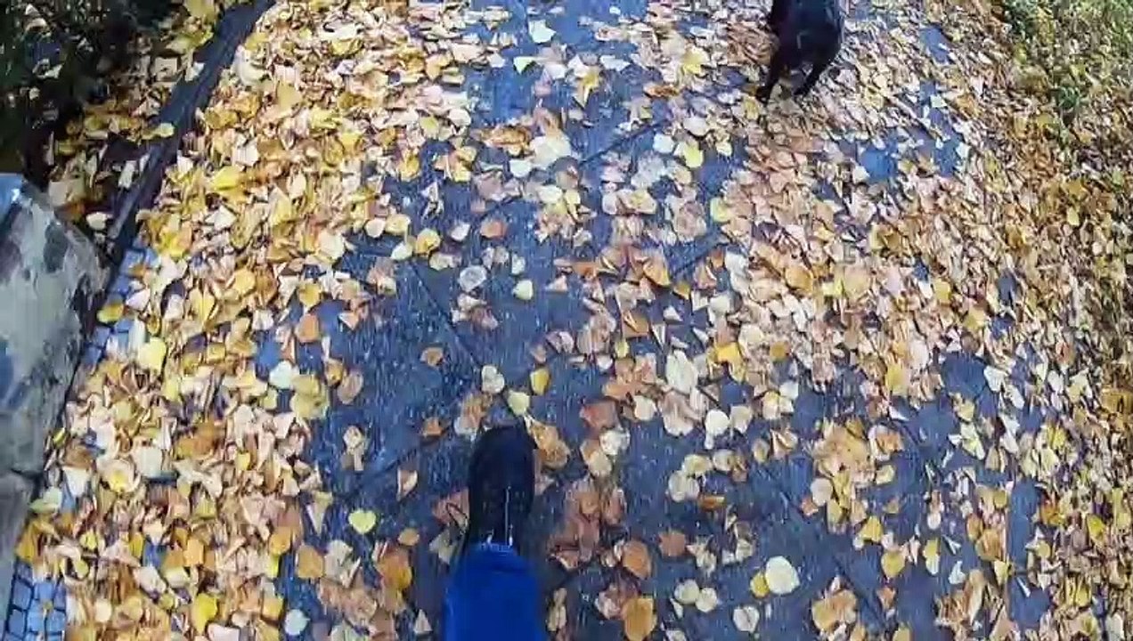 Fall Autumn | i3x