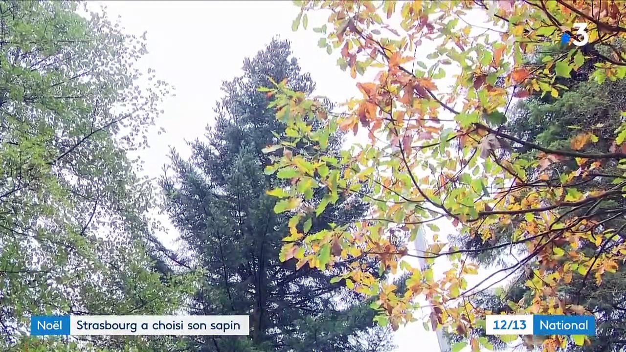 Noël : Strasbourg a choisi le sapin qui trônera place Kléber
