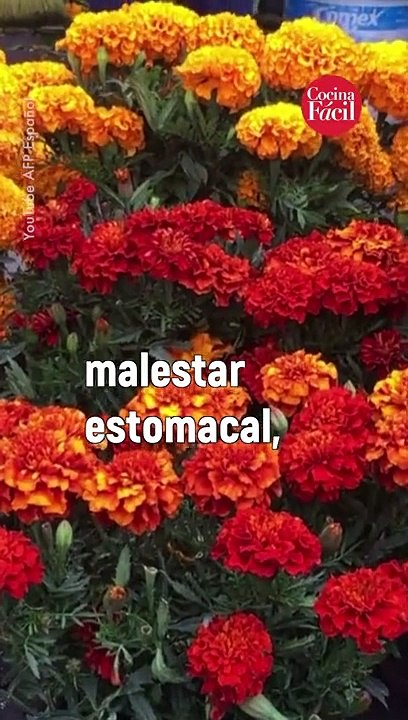 ¿Cómo usar el cempasúchil para hacer infusiones, platillos y hasta postres?