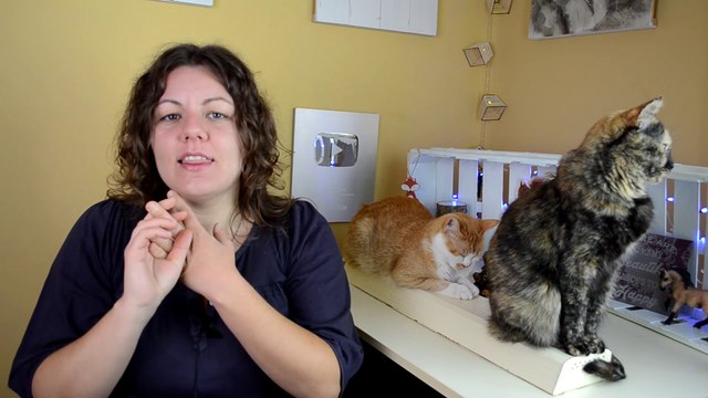 GATOS QUE HACEN SUS NECESIDADES FUERA DEL ARENERO | MOTIVOS Y SOLUCIONES A PROBLEMAS COMPORTAMIENTO