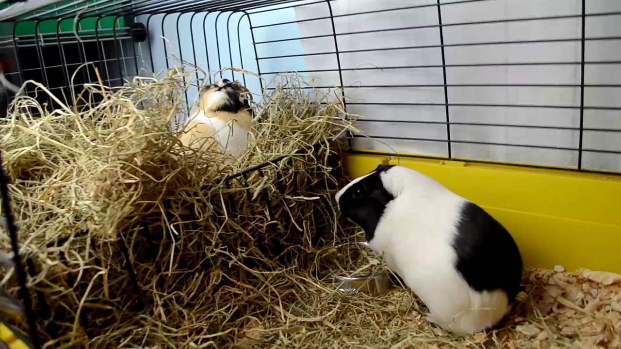 QUÉ ESTÁ PASANDO CON MIS NUEVAS COBAYAS Y SAKURA |COBAYA CON PROBLEMAS DE AGRESIVIDAD | LAGATAVEGANA